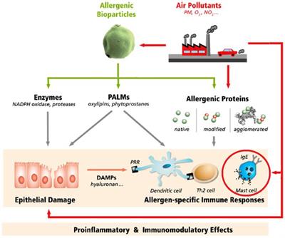 History of pollutant adjuvants in respiratory allergy